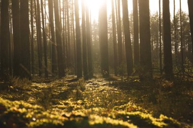 Huzurlu bir ormandaki uzun ağaçların arasından geçen altın güneş ışığı. Yosunlu zemin ve uzun gölgeler huzur verici bir manzara yaratır. Yüksek kalite fotoğraf