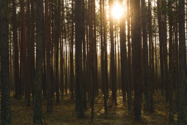 Güneş ışığı, ağaçlar, yosun, gölgeler. Orman zeminini aydınlatan altın ışıkla huzurlu bir orman sahnesi. Yüksek kalite fotoğraf