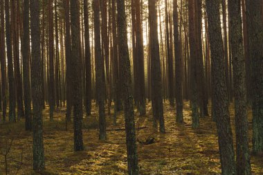 Huzurlu bir ormandaki uzun ağaçların arasından geçen altın güneş ışığı. Yosunlu zemin ve uzun gölgeler huzur verici bir manzara yaratır. Yüksek kalite fotoğraf