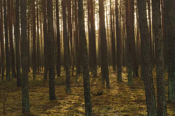 Huzurlu bir ormandaki uzun ağaçların arasından geçen altın güneş ışığı. Yosunlu zemin ve uzun gölgeler huzur verici bir manzara yaratır. Yüksek kalite fotoğraf