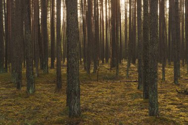 Güneş ışığı, ağaçlar, yosun, gölgeler. Orman zeminini aydınlatan altın ışıkla huzurlu bir orman sahnesi. Yüksek kalite fotoğraf
