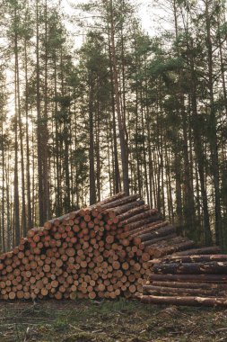 Logs ready for transport in a forest. Forestry industry, wood production, and logging. High quality photo clipart