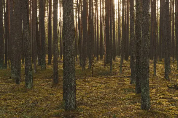 Güneş ışığı, ağaçlar, yosun, gölgeler. Orman zeminini aydınlatan altın ışıkla huzurlu bir orman sahnesi. Yüksek kalite fotoğraf