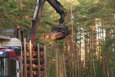 Ormanların tahrip edilmesi: ağır makineler, yüklenmiş kereste kamyonu, çorak orman, çevresel etki. Yüksek kalite fotoğraf