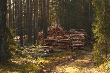 Işınlanmayı bekleyen hasat kayıtları. Ağaç kesme endüstrisi temel kaynakları sağlamasına karşın, orman tahribatı ve çevresel etki hakkındaki endişeleri artırıyor. Yüksek kalite fotoğraf