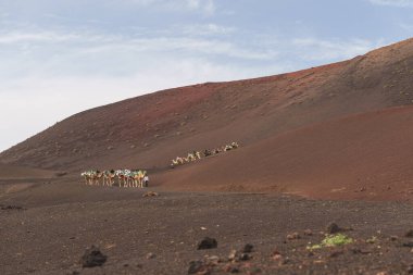 Timanfaya Ulusal Parkı, Lanzarote 'de volkanik bir arazide deveye binen turistler. 5 Aralık 2024