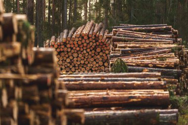 Harvested logs awaiting transport. The logging industry provides essential resources but raises concerns about deforestation and environmental impact. High quality photo clipart