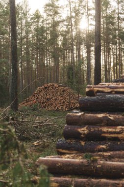 Ormanda taşınmaya hazır kütükler. Orman endüstrisi, odun üretimi ve odun kesimi. Yüksek kalite fotoğraf