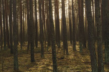 Huzurlu bir ormandaki uzun ağaçların arasından geçen altın güneş ışığı. Yosunlu zemin ve uzun gölgeler huzur verici bir manzara yaratır. Yüksek kalite fotoğraf