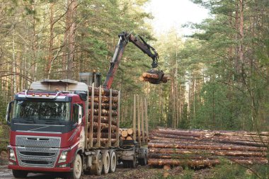Kırmızı bir tomruk kamyonu ormandaki mekanik bir vinç tarafından kütüklerle dolduruluyor. Görüntü soldaki kamyonu, sağdaki kütükleri ve arka plandaki uzun çam ağaçlarını gösteriyor...