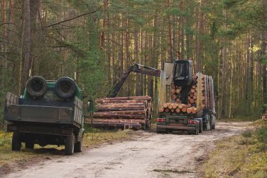 Kütük sahnesi. Kütüklerle dolu bir kamyon. Ağaçlar kesildi. Doğa üzerindeki etkisi. Odun endüstrisi. Yüksek kalite fotoğraf