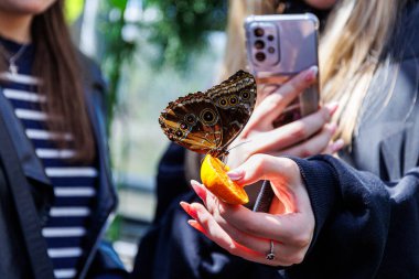İnsanlar akıllı telefonuyla fotoğraf çekerken kahverengi kelebek portakal dilimiyle besleniyor. Yüksek kalite fotoğraf