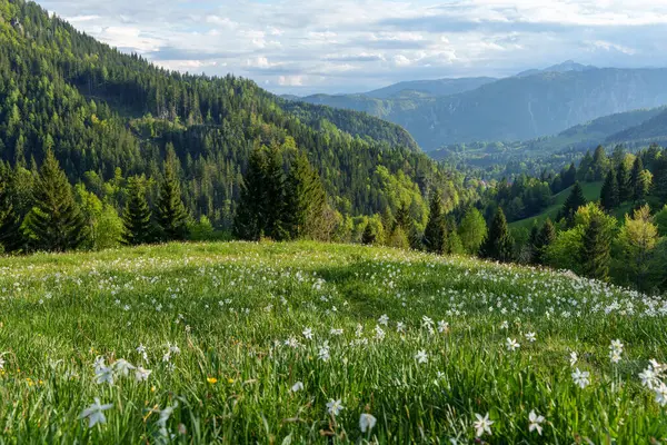 Slovenya Alpleri ve yeşil orman tepeleri manzaralı Triglav Ulusal Parkı 'ndaki çiçek çayırı. Yüksek kalite fotoğraf