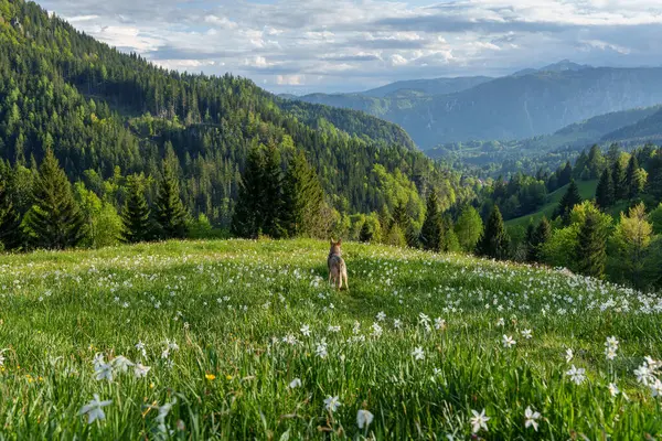 Çiçek tarlasında oturan köpek Triglav Ulusal Parkı 'ndaki Slovenya Alplerine bakıyor. Yüksek kalite fotoğraf