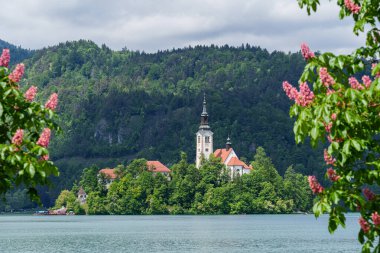  Bled Island 'daki Varsayım Kilisesi baharda açan kestane ağaçları, Bled Gölü, Slovenya. Yüksek kalite fotoğraf