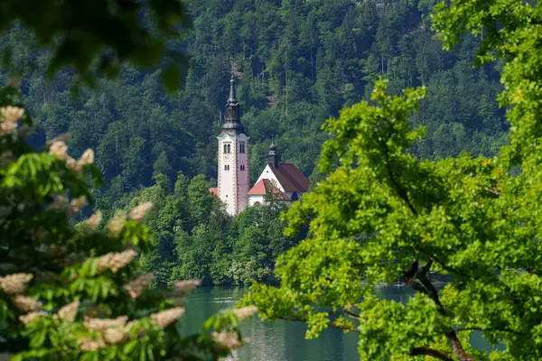 Bled Island 'da sakin gölde kilise ve manzaralı dağlık bir arka plan. Yüksek kalite fotoğraf