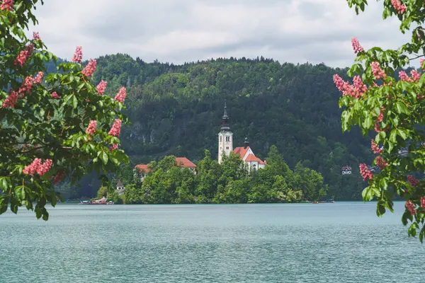  Bled Island 'daki Varsayım Kilisesi baharda açan kestane ağaçları, Bled Gölü, Slovenya. Yüksek kalite fotoğraf