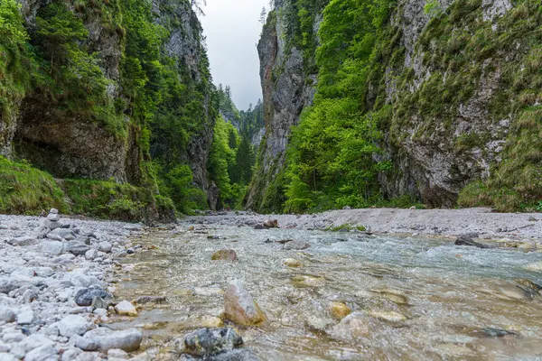Slovenya 'daki Martuljek Şelaleleri yakınlarındaki kayalık uçurumlar, akan nehir ve yemyeşil orman manzaralı kanyon. Yüksek kalite fotoğraf