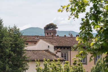 Guinigi Kulesi 'nin tepesinde ağaçlar, Lucca, Toskana, İtalya' daki çatılar görünüyor. Yüksek kalite fotoğraf