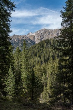 Dolomitlerin yoğun yeşil ormanlarının üzerindeki dağ zirvesi mavi gökyüzünün altındaki uzun çam ağaçlarının arasından görülüyordu. Yüksek kalite fotoğraf
