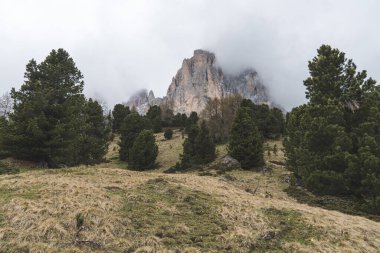 Karlı Sassolungo dağlarının zirveleri kısmen bulutlarla kaplı, İtalya 'nın Dolomitler şehrindeki dağlık çam ağaçları ve kayalarla çevrili dağlık bir çayırdan görülüyor. Yüksek kalite fotoğraf