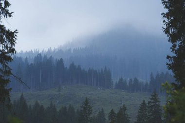 Sisli bir günde çam ağaçlarıyla kaplı nemli orman ve dağ yamaçları Alpler 'in huzurlu doğa manzarası. Yüksek kalite fotoğraf