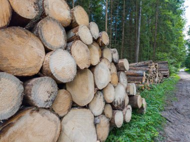 Ormanda kırmızı işaretlerle istiflenmiş odun kesme kütükleri. Ormanların tahrip edilmesi ve ahşap endüstrisinin sembolü. Yüksek kalite fotoğraf