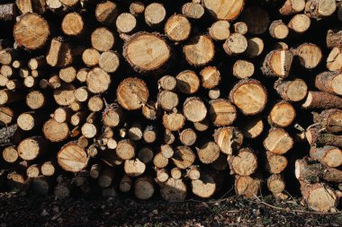 Yığının içinde kurumuş tahta kütükler.