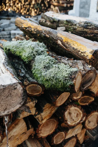 薪の上の苔 — ストック写真