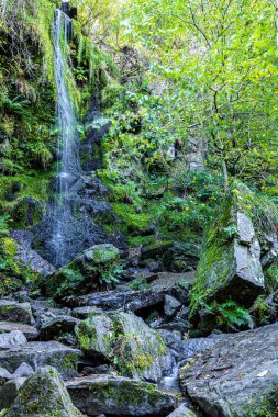 Sonbahar yeşil ormanının uzun pozlama manzarası