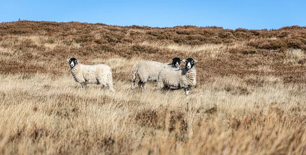Grazing sheep in Yorkshire moorland, England