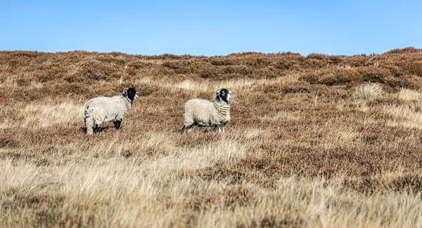 Weidende Schafe Yorkshire Moorland England — Stockfoto