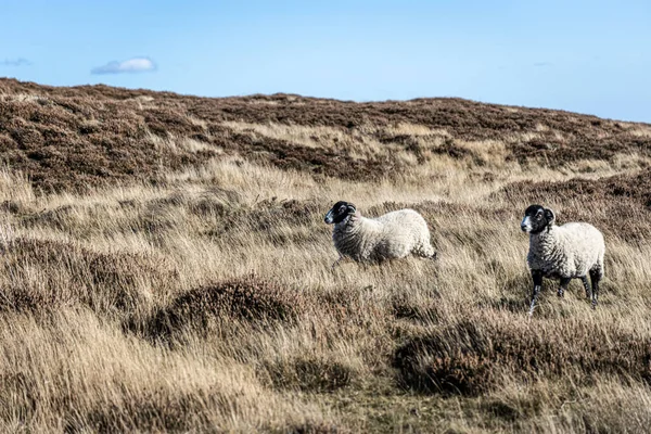 Βόσκουν Πρόβατα Στο Yorkshire Χερσότοπος Αγγλία — Φωτογραφία Αρχείου