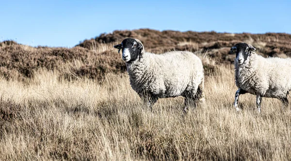 Hodowla Owiec Yorkshire Maorland Anglia — Zdjęcie stockowe