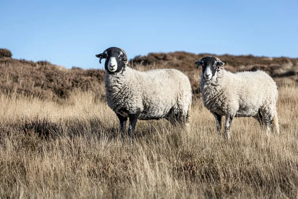 Pasoucí Ovce Yorkshire Moorland England — Stock fotografie