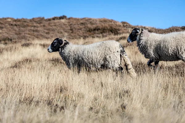 Hodowla Owiec Yorkshire Maorland Anglia — Zdjęcie stockowe