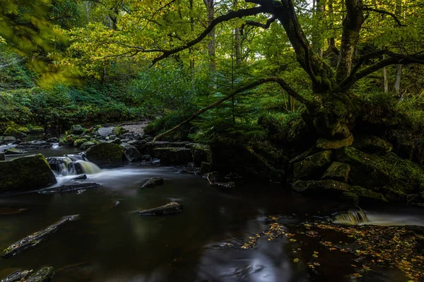 Długa Ekspozycja Widok Jesienny Zielony Las — Zdjęcie stockowe