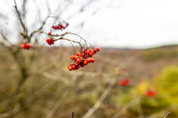 Rowanberry Dans Parc National Yorkshire Angleterre Royaume Uni — Photo