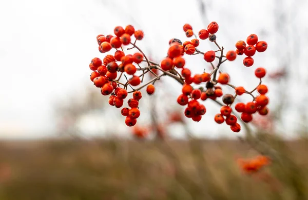 Rowanberry Στο Εθνικό Πάρκο Yorkshire Αγγλία Ηνωμένο Βασίλειο — Φωτογραφία Αρχείου