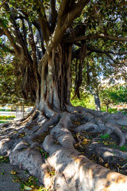 Menton manzarası, Fransa 'nın güneydoğusundaki Fransız Rivierası' nın sahilleri ve Fransa 'nın Serre de la Madone bahçesi ile bilinen bir kasabası.