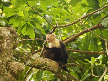 KOSTA RICA 'NIN YAŞIĞI Keşiş