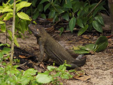 wild iguana in a forest of costa rica
