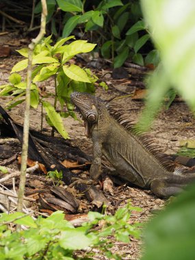 wild iguana in a forest of costa rica