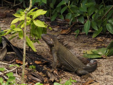 wild iguana in a forest of costa rica