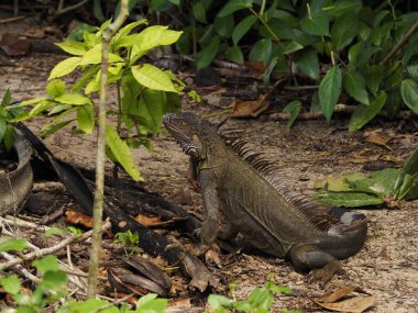 wild iguana in a forest of costa rica