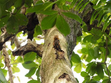 wild little squirrel in a forest of costa rica