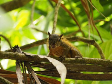 wild little squirrel in a forest of costa rica