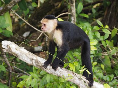 KOSTA RICA 'NIN YAŞIĞI Keşiş