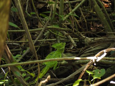 green common basilisk in a forest in costa rica