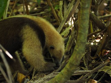 wild anteater in a forest of costa rica